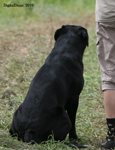 Emmett